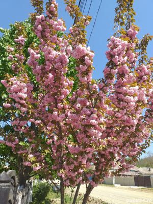 Cires japonez  - imagine 3