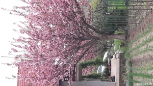 Cires japonez  - imagine 4