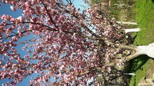 Cires japonez  - imagine 2