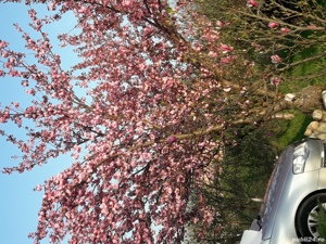 Cires japonez  - imagine 5