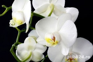 Vindem arome ambientale prin difuzie electrica si cu betisoare - imagine 7