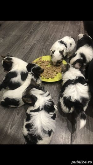 Pui yorkshire yorkie yorki terrier biewer - imagine 2