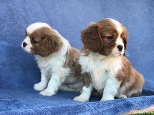Vand cavalier king charles spaniel!! - imagine 2 Vand cavalier king charles spaniel!! - imagine 2