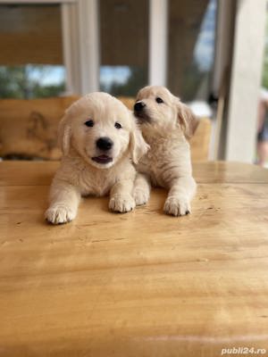 Vand golden retriever!! - imagine 2