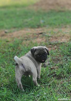 Pui de mops pug maro si negru - imagine 3
