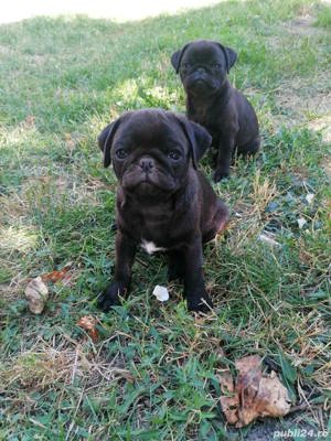 Pui de mops pug maro si negru - imagine 2