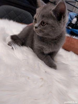 Vand british shorthair!! - imagine 2