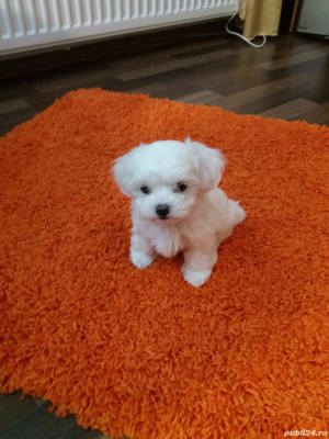 Bishon Malteze Miny Toy - imagine 2