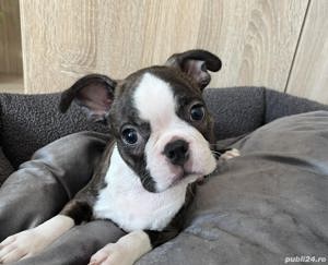 Vand boston terrier!! - imagine 2 Vand boston terrier!! - imagine 2