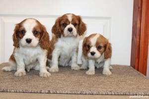 Vand cavalier king charles spaniel 
