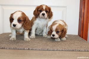 Vand cavalier king charles spaniel  - imagine 2