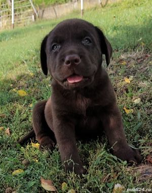 Pui labrador retriever retriver  - imagine 1