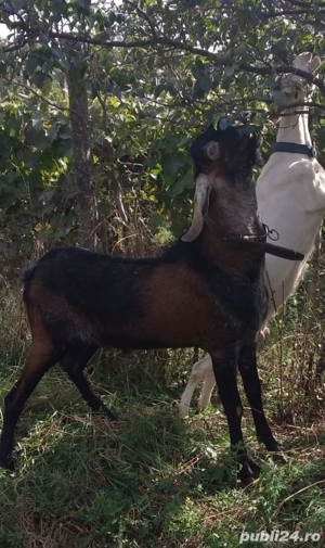 Țap Anglo-Nubian isi schimba domiciliul - imagine 3 Țap Anglo-Nubian isi schimba domiciliul - imagine 3