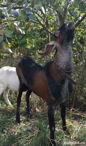 Țap Anglo-Nubian isi schimba domiciliul - imagine 4 Țap Anglo-Nubian isi schimba domiciliul - imagine 4