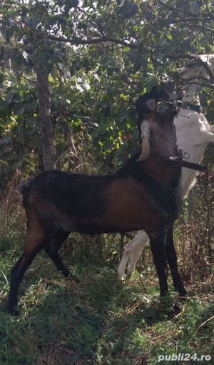 Țap Anglo-Nubian isi schimba domiciliul