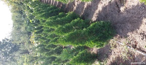 Vând Thuja occidentalis varietatea smaragd - imagine 2