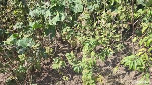 coacaz rosu si negru - imagine 2