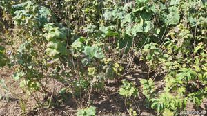 coacaz rosu si negru