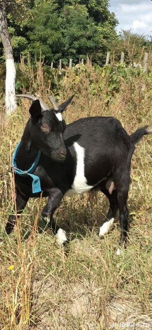 Capra Murciana Granadina isi schimba domiciliul - imagine 2 Capra Murciana Granadina isi schimba domiciliul - imagine 2