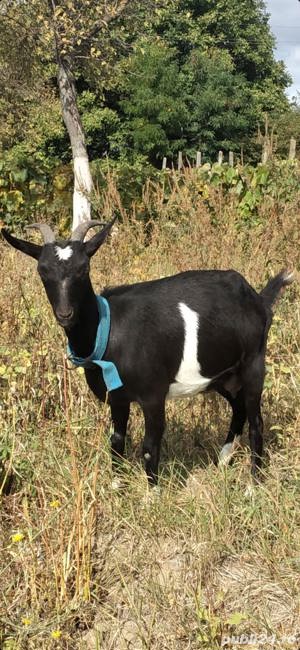 Capra Murciana Granadina isi schimba domiciliul - imagine 5 Capra Murciana Granadina isi schimba domiciliul - imagine 5