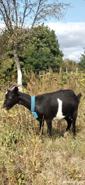 Capra Murciana Granadina isi schimba domiciliul - imagine 4 Capra Murciana Granadina isi schimba domiciliul - imagine 4