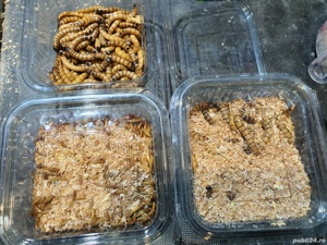 Vindem superworms la caserola sau kg .