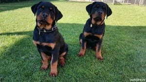 Pui Rottweiler