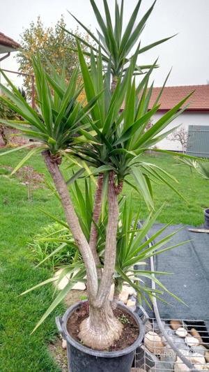  Vand planete de interior si exterior.