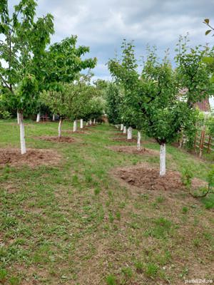 vand teren intravilan (livada si vie) - imagine 3