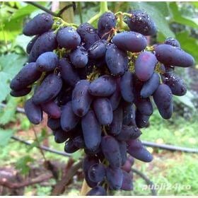 Butasi Vita De Vie Soiul Etalon Si Alte Soiuri In Comentariu