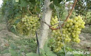 	Butasi Vita De Vie Soiul Monarh Si Alte Soiuri In Comentariu