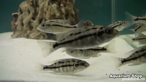 Vand pesti Cyrtocara (Nyassachromis) boadzulu - imagine 3