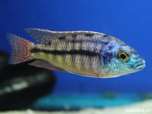 Vand pesti Cyrtocara (Nyassachromis) boadzulu - imagine 2