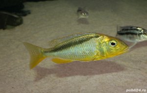 Vand pesti Buccochromis rhoadesii - imagine 2