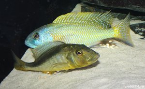 Vand pesti Buccochromis rhoadesii - imagine 5