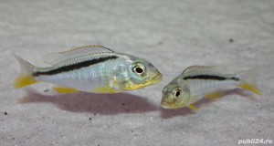 Vand pesti Buccochromis rhoadesii - imagine 4