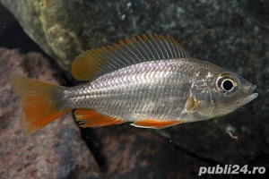 Vand pesti Copadichromis borleyi Kadango red fin - imagine 3