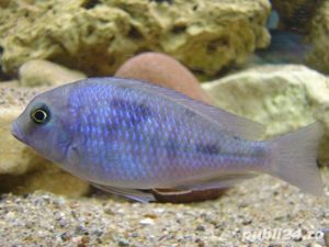 Vand pesti Cyrtocara moorii - imagine 4