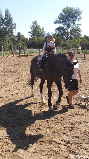 Cursuri de echitatie - imagine 4