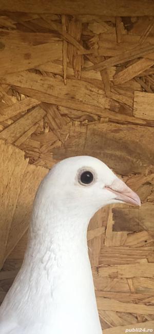 Porumbei Voiajori albi de nunti - imagine 3