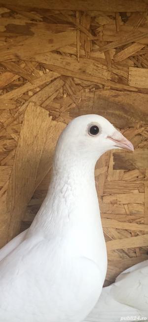 Porumbei Voiajori albi de nunti - imagine 2