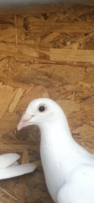 Porumbei Voiajori albi de nunti - imagine 4