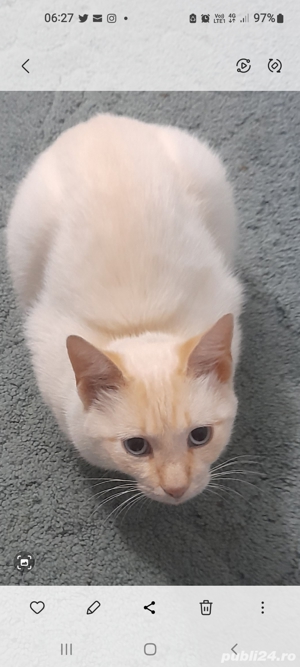 Motan angora turcesc