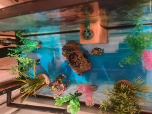 Vând acvariu  - imagine 5