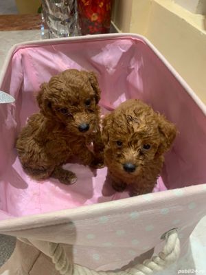 pudel toy - imagine 5