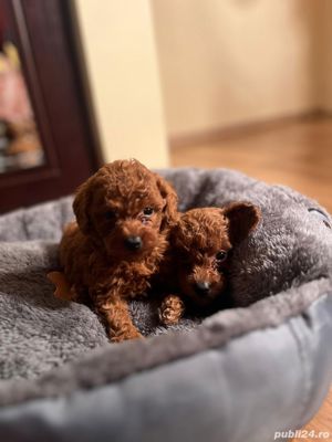 pudel toy - imagine 2