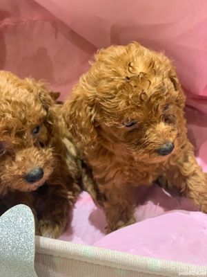 pudel toy - imagine 4