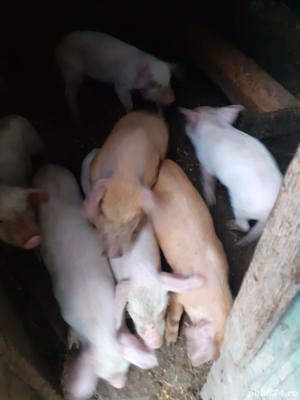 Vând purcei de tara  - imagine 2 Vând purcei de tara  - imagine 2