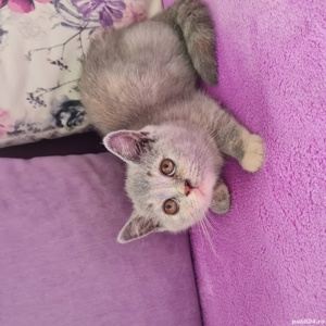 British Shorthair longhair  - imagine 3