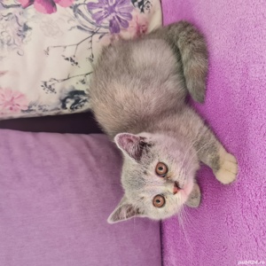 British Shorthair longhair  - imagine 4